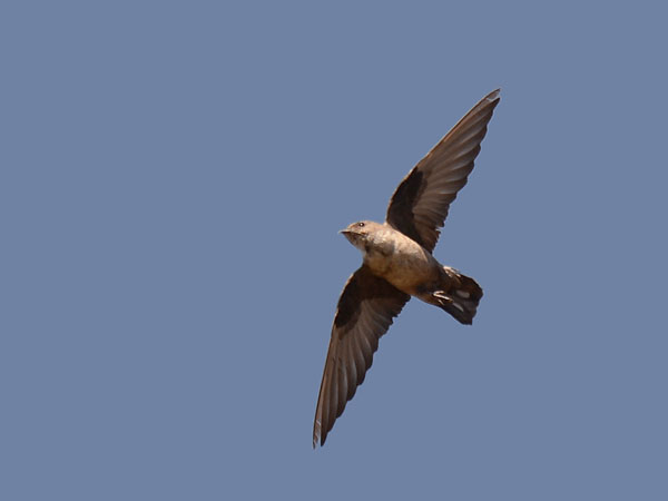 Kalliopääsky, Eurasian Crag Martin, Ptyonoprogne rupestris