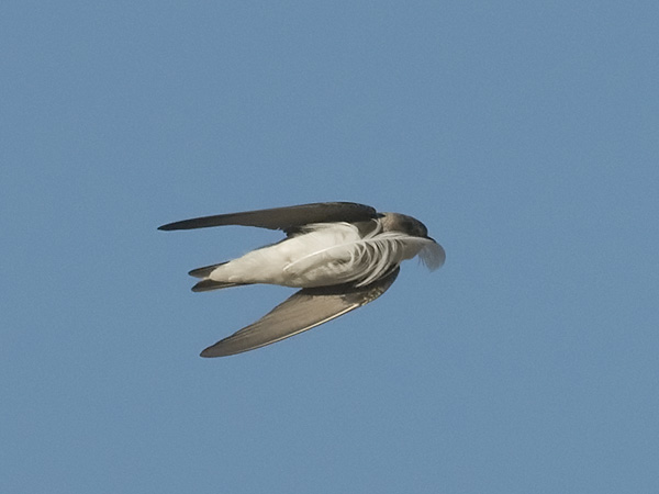 Törmäpääsky, Sand Martin, Riparia riparia
