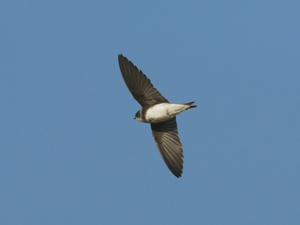 Törmäpääsky, Sand Martin, Riparia riparia