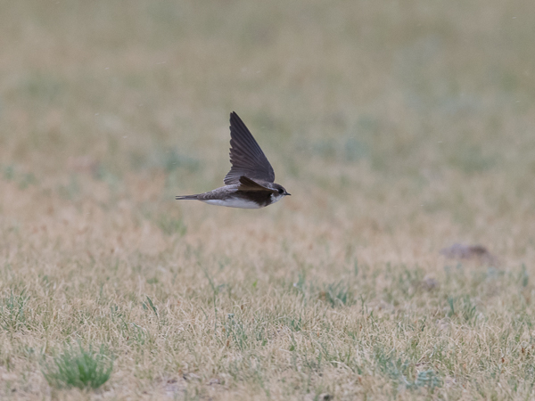 Törmäpääsky, Sand Martin, Riparia riparia