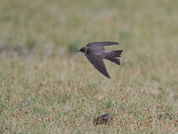 Törmäpääsky, Sand Martin, Riparia riparia