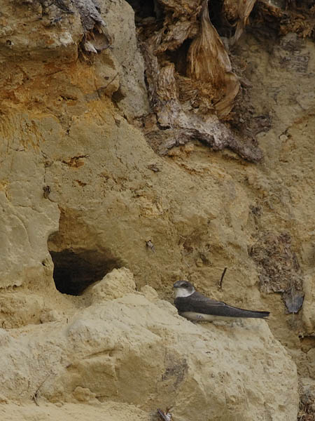 Törmäpääsky, Sand Martin, Riparia riparia