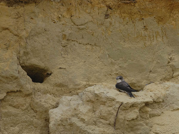 Törmäpääsky, Sand Martin, Riparia riparia