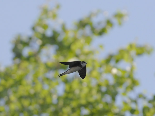 Törmäpääsky, Sand Martin, Riparia riparia