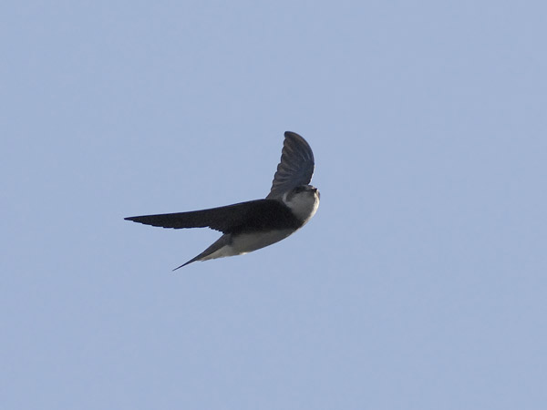 Törmäpääsky, Sand Martin, Riparia riparia