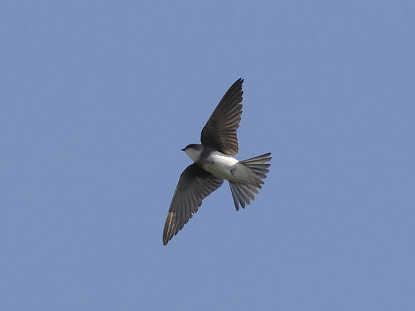 Törmäpääsky, Sand Martin, Riparia riparia