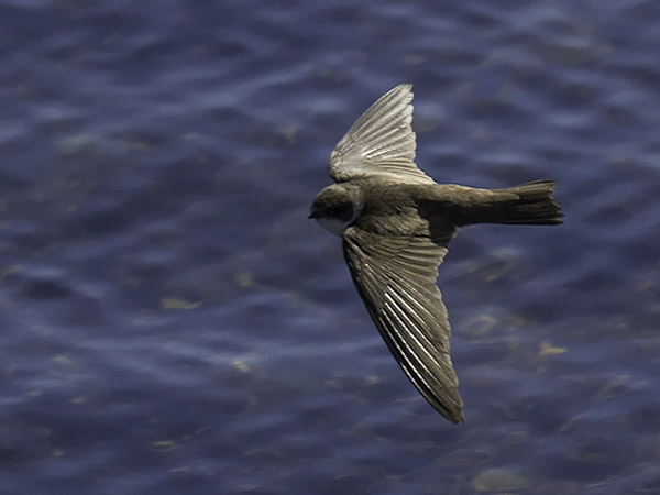 Törmäpääsky, Sand Martin, Riparia riparia
