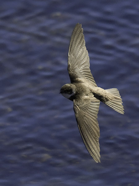 Törmäpääsky, Sand Martin, Riparia riparia