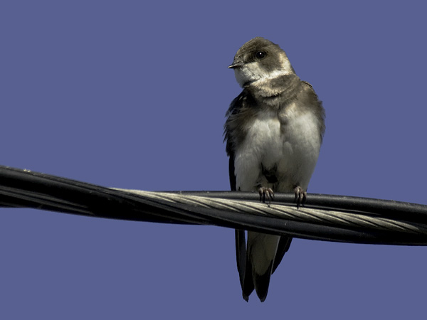 Törmäpääsky, Sand Martin, Riparia riparia