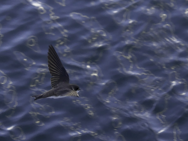 Törmäpääsky, Sand Martin, Riparia riparia