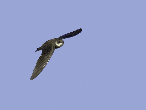 Törmäpääsky, Sand Martin, Riparia riparia
