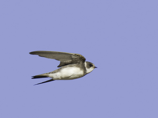 Törmäpääsky, Sand Martin, Riparia riparia