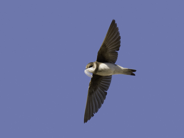 Törmäpääsky, Sand Martin, Riparia riparia