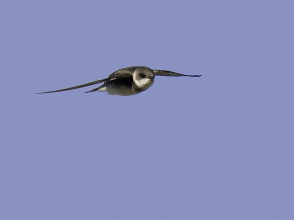 Törmäpääsky, Sand Martin, Riparia riparia