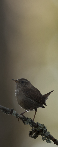 Peukaloinen, Winter Wren, Troglodytes troglodytes