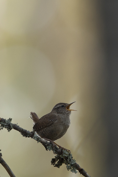 Peukaloinen, Winter Wren, Troglodytes troglodytes
