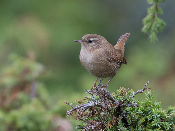 Peukaloinen, Winter Wren, Troglodytes troglodytes