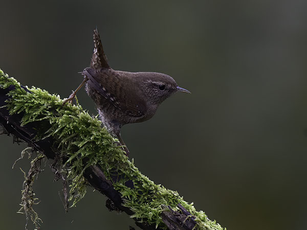 Peukaloinen, Winter Wren, Troglodytes troglodytes