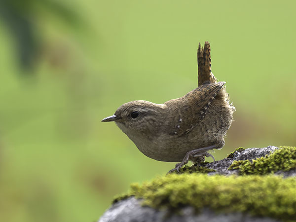 Peukaloinen, Winter Wren, Troglodytes troglodytes