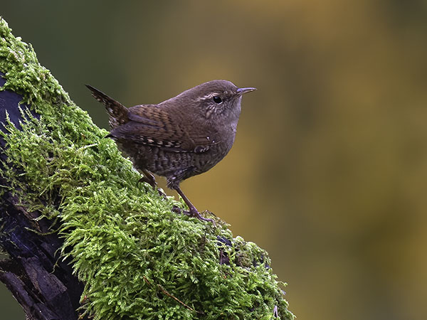 Peukaloinen, Winter Wren, Troglodytes troglodytes