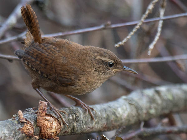 Peukaloinen, Winter Wren, Troglodytes troglodytes