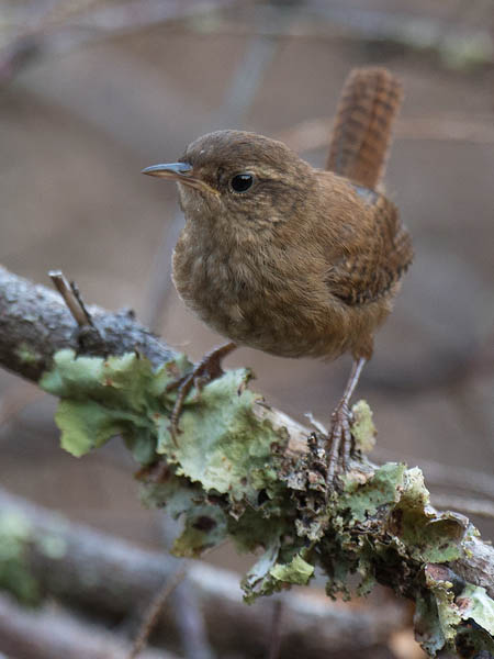 Peukaloinen, Winter Wren, Troglodytes troglodytes