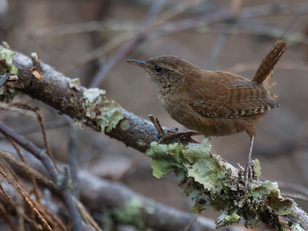Peukaloinen, Winter Wren, Troglodytes troglodytes