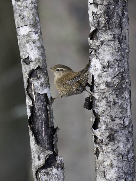 Peukaloinen, Winter Wren, Troglodytes troglodytes