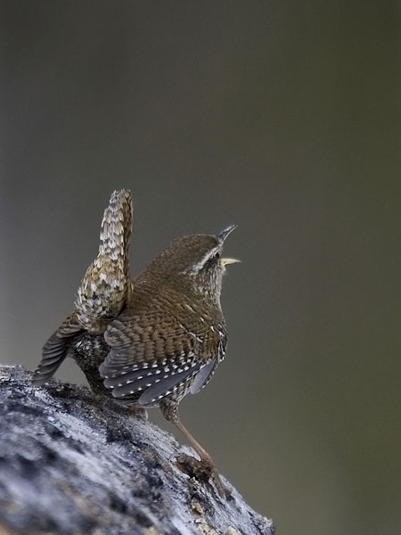Peukaloinen, Winter Wren, Troglodytes troglodytes