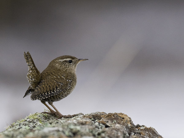 Peukaloinen, Winter Wren, Troglodytes troglodytes