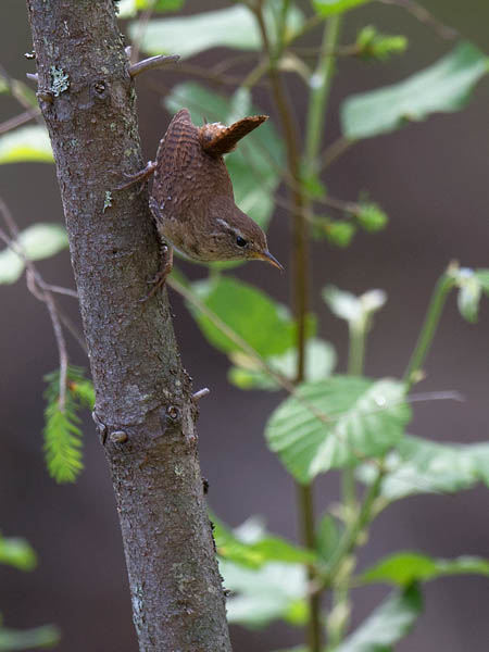 Peukaloinen, Winter Wren, Troglodytes troglodytes