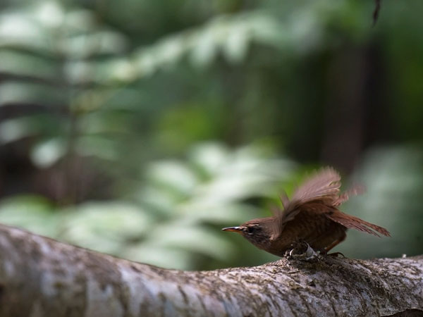 Peukaloinen, Winter Wren, Troglodytes troglodytes