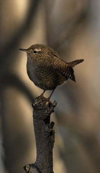 Peukaloinen, Winter Wren, Troglodytes troglodytes