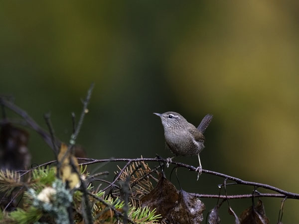 Peukaloinen, Winter Wren, Troglodytes troglodytes