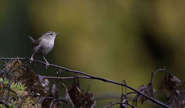 Peukaloinen, Winter Wren, Troglodytes troglodytes