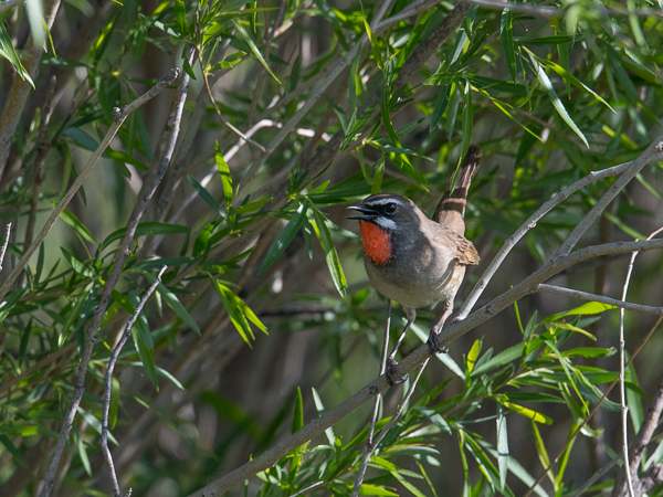 Rubiinisatakieli, Siberian Rubythroat, Calliope calliope