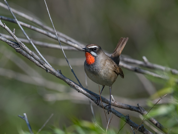 Rubiinisatakieli, Siberian Rubythroat, Calliope calliope