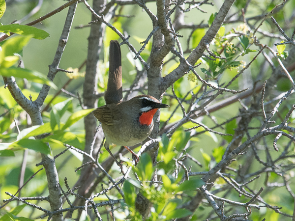 Rubiinisatakieli, Siberian Rubythroat, Calliope calliope