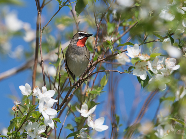 Rubiinisatakieli, Siberian Rubythroat, Calliope calliope