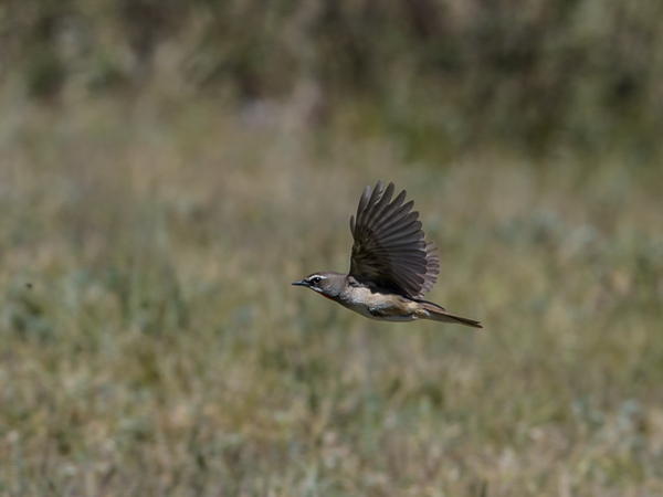 Rubiinisatakieli, Siberian Rubythroat, Calliope calliope