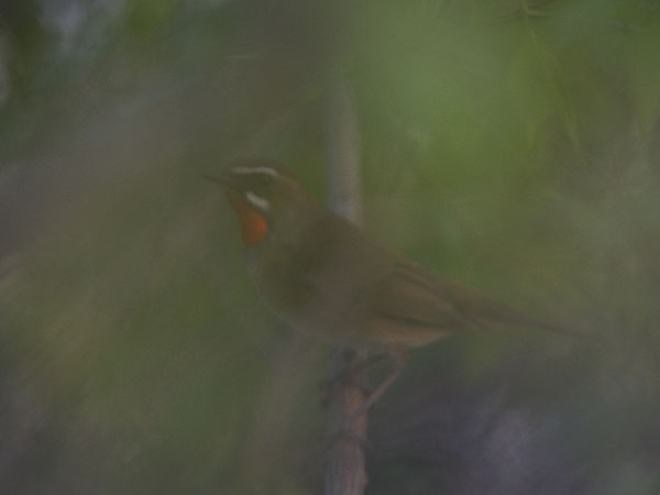 Rubiinisatakieli, Siberian Rubythroat, Calliope calliope
