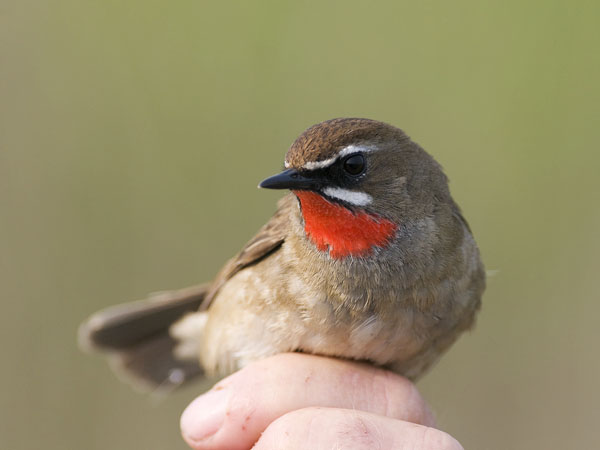 Rubiinisatakieli, Siberian Rubythroat, Calliope calliope