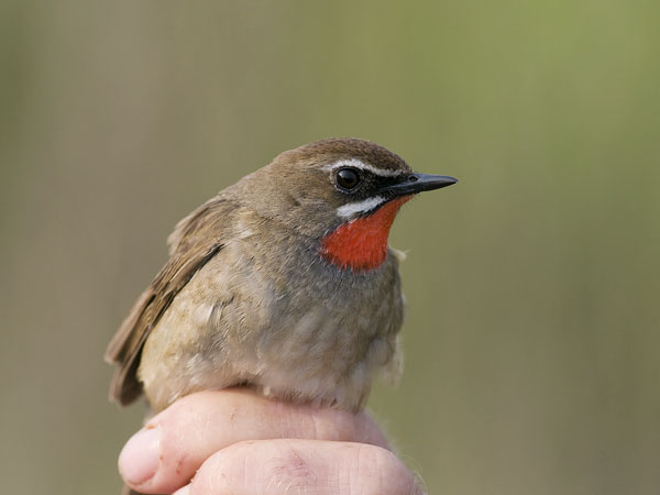Rubiinisatakieli, Siberian Rubythroat, Calliope calliope
