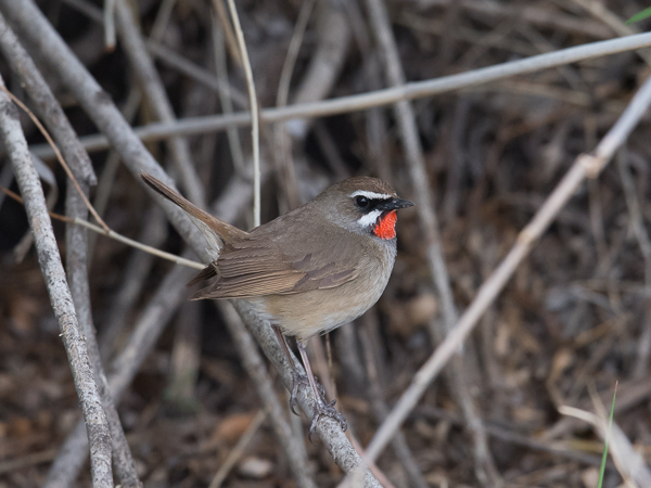 Rubiinisatakieli, Siberian Rubythroat, Calliope calliope