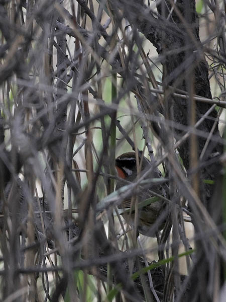Rubiinisatakieli, Siberian Rubythroat, Calliope calliope