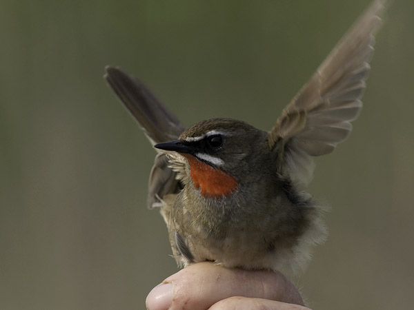 Rubiinisatakieli, Siberian Rubythroat, Calliope calliope