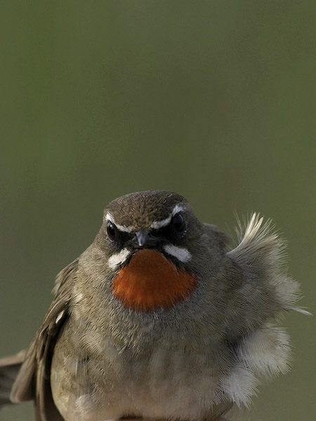 Rubiinisatakieli, Siberian Rubythroat, Calliope calliope