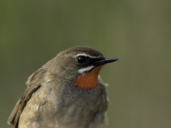 Rubiinisatakieli, Siberian Rubythroat, Luscinia calliope