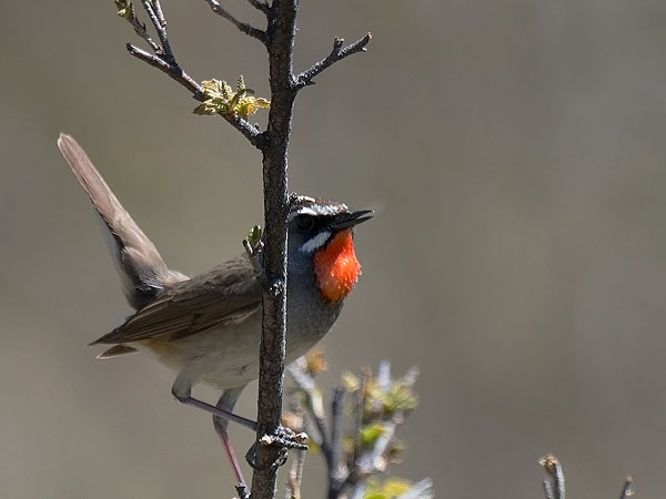 Rubiinisatakieli, Siberian Rubythroat, Calliope calliope