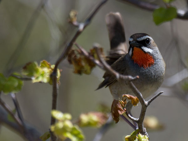 Rubiinisatakieli, Siberian Rubythroat, Calliope calliope